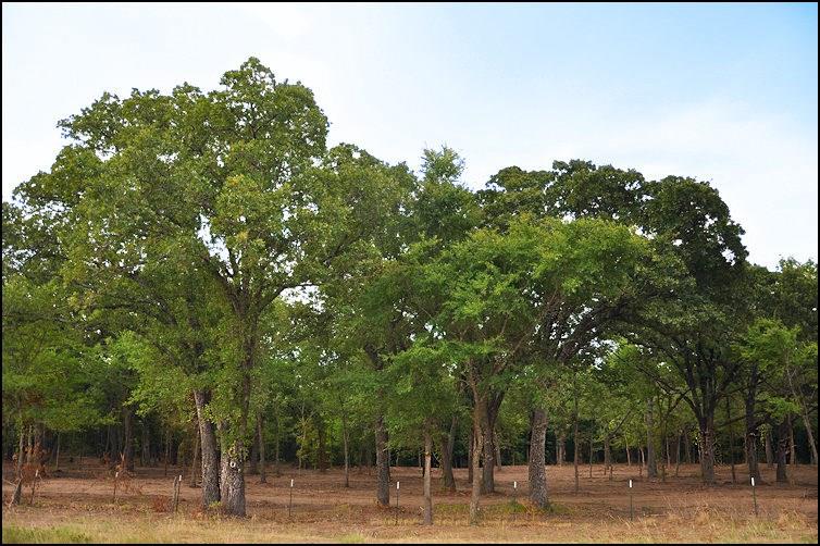 Tbd Fm 2285 Hwy Sulphur Springs Tx 75482 Har Com